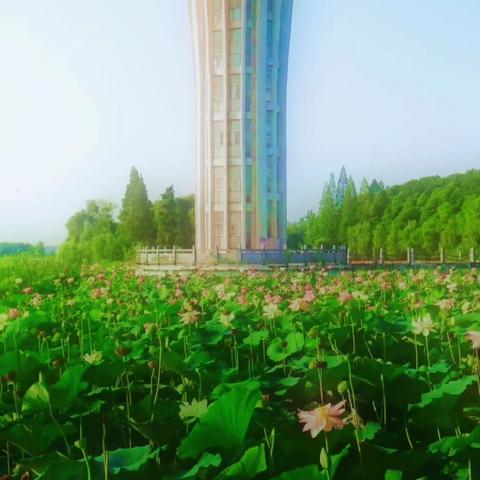 我仰臥在“团湖”岸边——用最低拍摄机位——仰拍“湖中荷花”/ 重叠“塔顶荷花造型”……#让“水中荷花”与“塔顶荷花”同框……