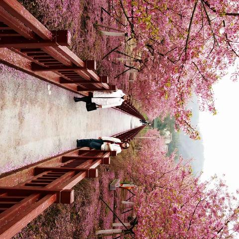 岳阳·云溪· 双花村——《樱花树下的约定》