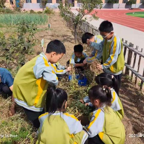 劳动创造精彩生活——西洋小学劳动社团