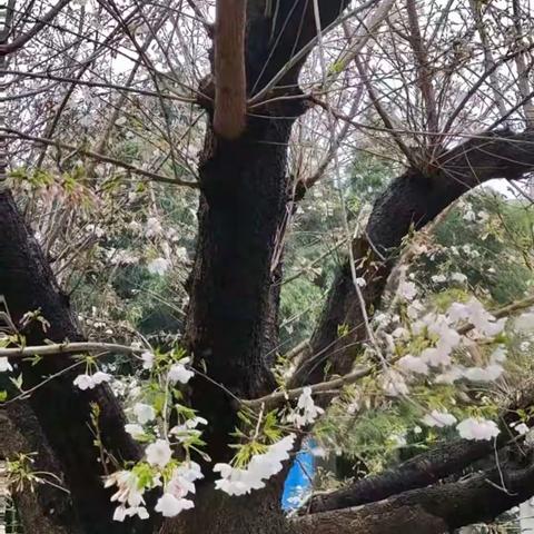 公开教学展风采 教研活动促成长    ___  记永城市第二小学五六年级数学互听课