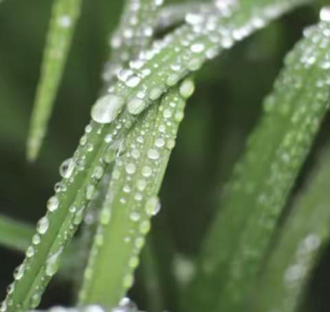 【五一劳动节】跟着节气去劳动——东中铺小学劳动节谷雨系列活动