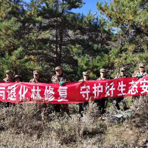 洛大保护站积极开展退化林修复劳动有序推进