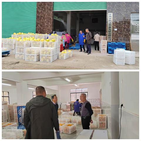 寒温来袭，果园防冻宣传