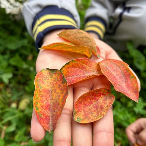 达尔文三班～🍂时光清浅，用爱陪伴