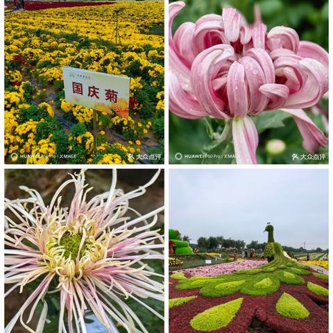 “喜庆重阳节 银辉心向党”                  ——山西新产业技师学院（运城市机电工程学校）离退休教工“2023•重阳参访体验游”活动