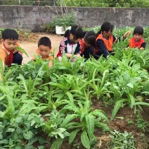 体验农耕乐趣      感受劳动魅力——兴业县北市镇宏福小学开展学农社会实践活动剪影