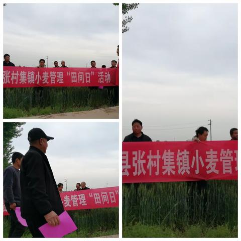 小麦中后期一喷三防田间日活动