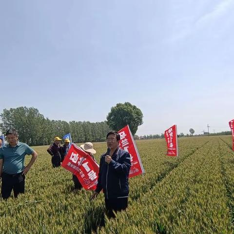 【农技推广中心】5月23日召开小麦新品种“马兰1号”现场观摩会。