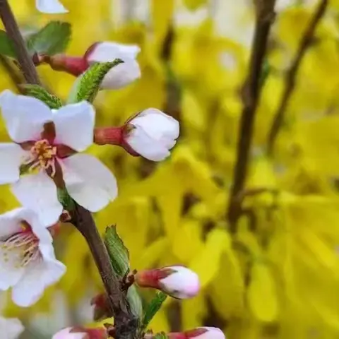 学生“六不准”    家长“三必须”