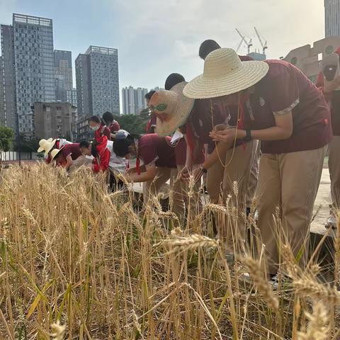 从田间到餐桌：小麦的奇妙旅程—— 粮道街中学希望教育系列课程之劳动实践课程