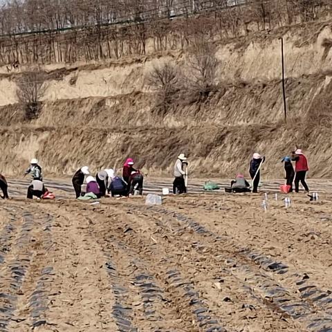 【“三抓三促”行动进行时】县中医药产业链办公室抽组专人检查指导中药材种植情况