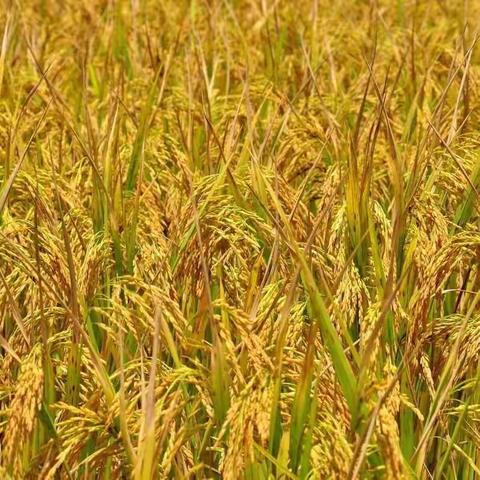 稻花香里说丰年，一起去割水稻🌾