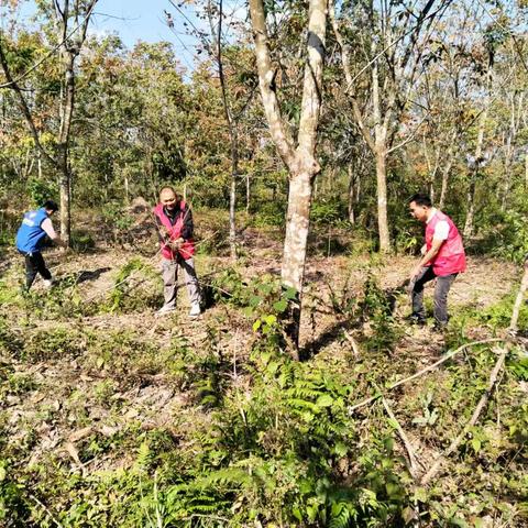 美积社区：清理林下可燃物 筑牢安全“防火墙”