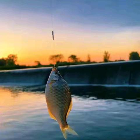 【星耀文集】主题七：我的拿手好戏