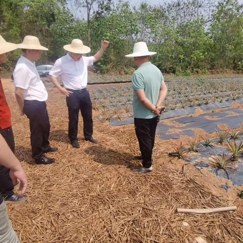 杨岱副县长深入南宝指导与推进乡村振兴产业项目