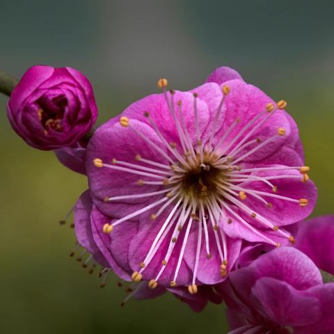 我们院子里的花