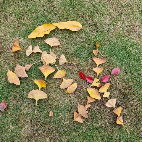 秋天的盛会🌾 🍁周末寻秋实践活动🍂