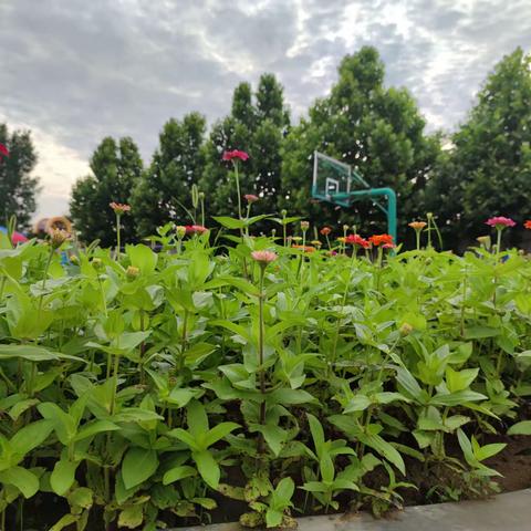 全力以赴，节节攀高———叶庄小学一周工作简报