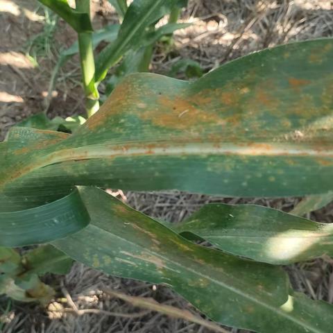 8月31日，省市领导到我县督导玉米病虫害防控