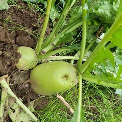 和同学畅游姥姥家的菜园