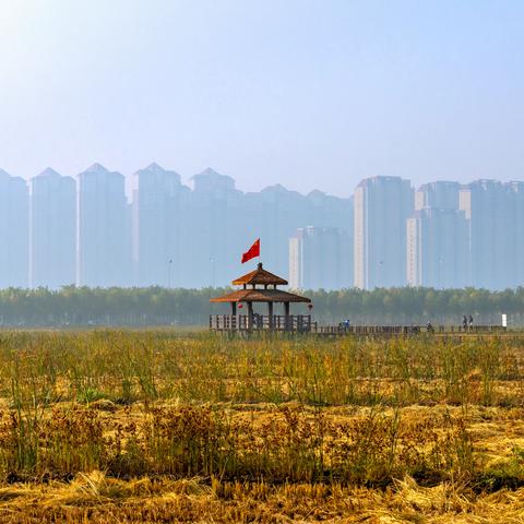 天津绿屏•咸水沽湾千亩稻田