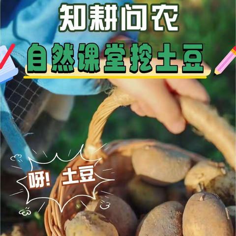 🌞《快乐丰收季 ·探索大自然》睿贝儿幼儿园自然课堂｜“趣”挖土豆🥔