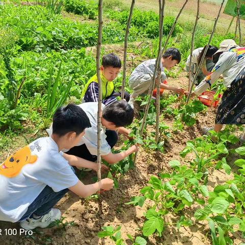 “薯”我最能干——姜屯镇中心小学四年级四班劳动实践剪影