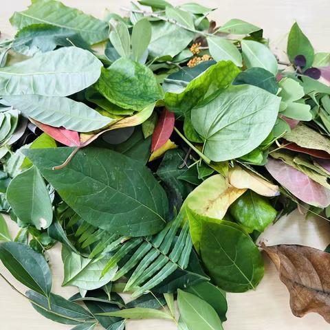 渝开附属幼儿园大二班10月特色活动：艺术《树叶昆虫画》