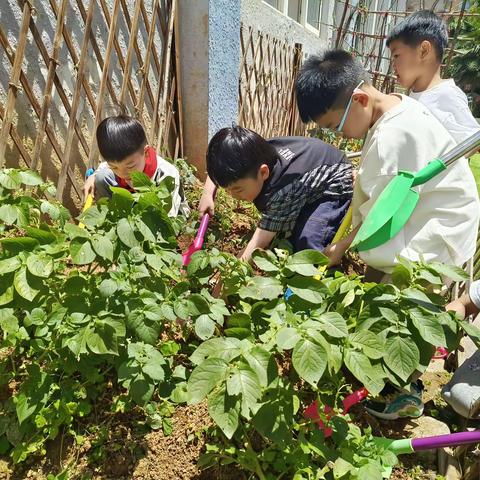 “收获土豆 分享快乐”——记录大三班种植园活动