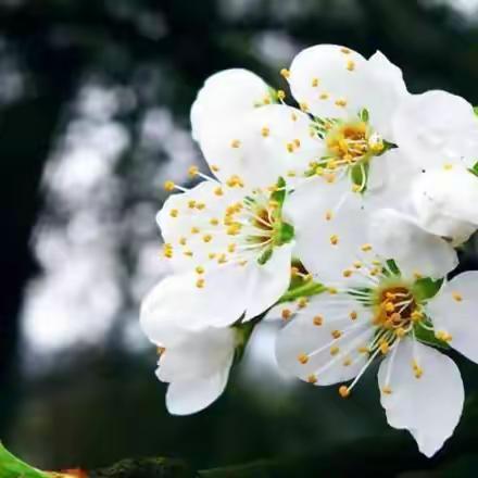 【节日德育】  缅怀革命先烈  赓续红色血脉——古田七中学子赴县烈士陵园开展清明祭扫活动