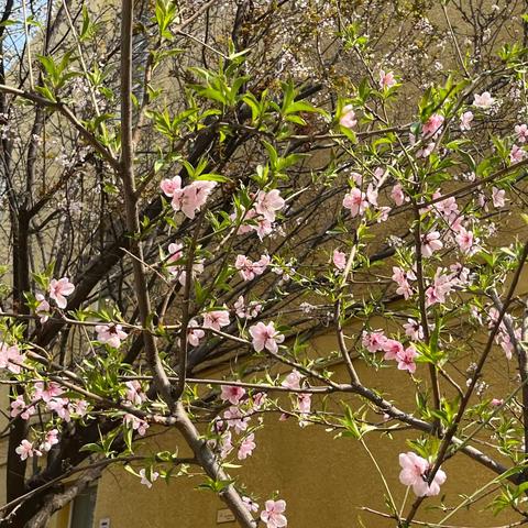 中一班-花开时节 与春嬉戏