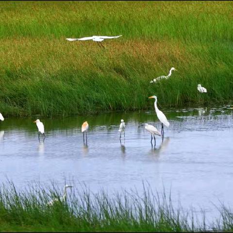 东风林场开展“黑龙江湿地日”主题宣传活动