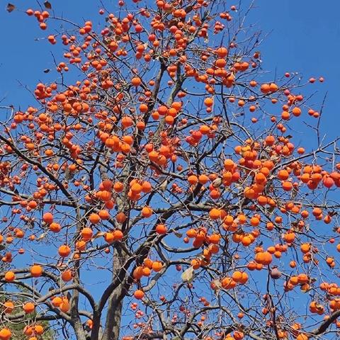 【趣“魏”农耕 乐享童年】魏寨街道中心幼儿园小班“‘柿’界真奇妙”