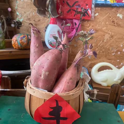 【课程故事】与地瓜的奇妙邂逅———新城实验幼儿园小一班绿植课程