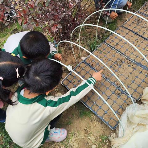 回归自然，激活童趣——子圣幼稚园果果班自然教育