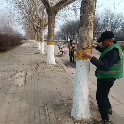 城市绿地建设中心树木扎上“金腰带”健康远离病虫害