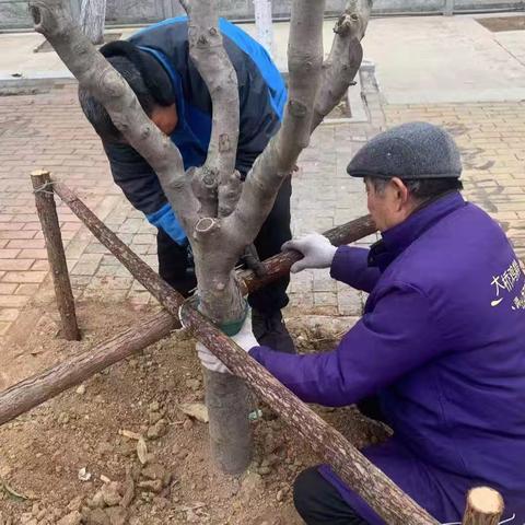 城市绿地建设中心：节后绿地管护忙 提升城市新形象