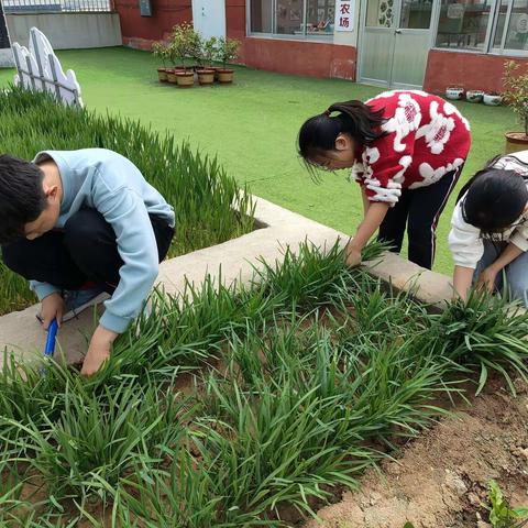 巧手包饺子 劳动促成长——太平小学六年级开展包饺子劳动课程