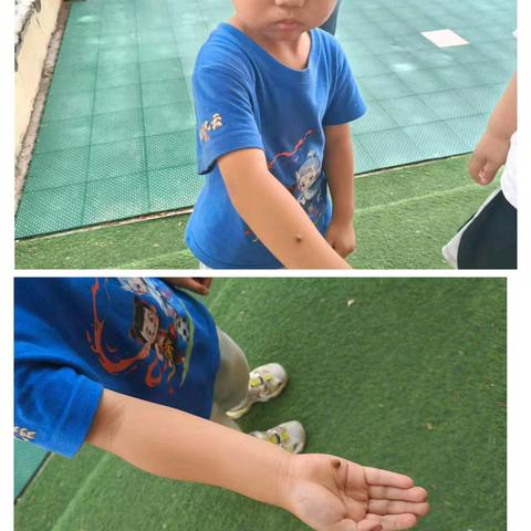 固河镇中心幼儿园沙王分园 大班探秘瓢虫课程故事 ——你好·瓢虫