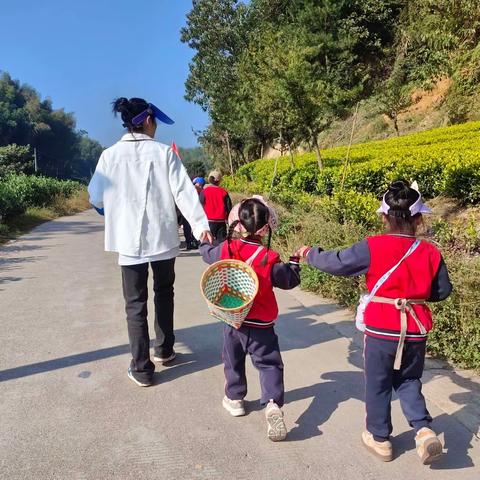 阳光灿烂采茶去～记大二班采茶活动