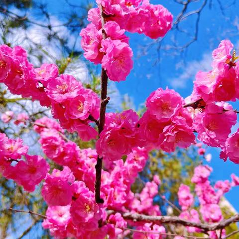 教研赋能·共促成长——承德市学前教育教研中心第二次教研活动之滦平站