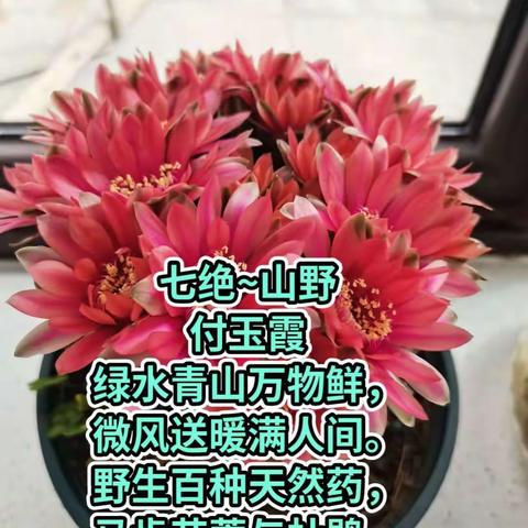 兰花的文章