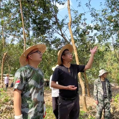 王峰深入海胶集团西达分公司指导灾后重建 确保复工复产有序进行