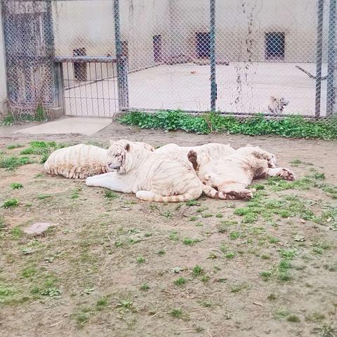 南通野生动物园游记