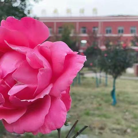 视导引领明方向，深耕教学促成长 ——薛城区教学研究中心莅临枣庄五中（初中部）进行教学视导