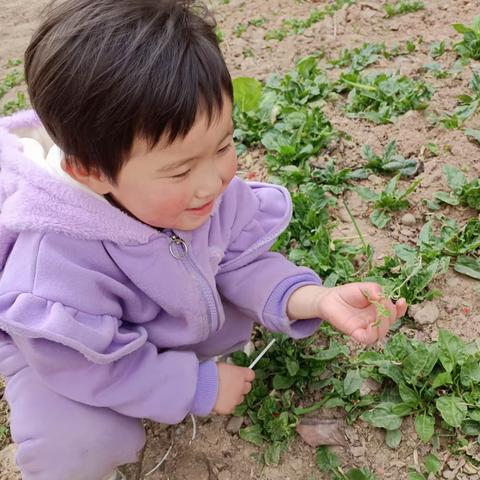 听，花开的声音……的简篇