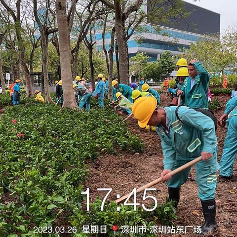 标段：（3月26日）罗湖区市政道路及社区公园绿化管养(B包)管养单位：深圳广信建设(集团)有限公司