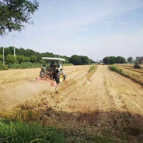 陂西镇：小麦覆陇黄 “三夏”麦收忙