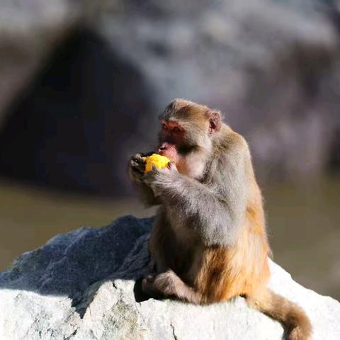 西藏·自由的风（二）