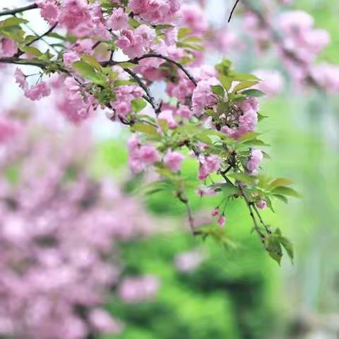 楚源小学79班第二周工作总结